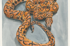 Rainbow-boa