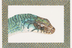 Speckled-Racer