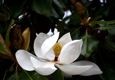 Magnolia2518JRACweb