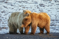 Bear-cuddles-heads-0W5A7158-1080