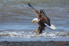 Eagle-fly-land-g-0W5A0810-A21-EagleBeachVersion2