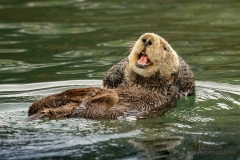 Seaotter-laugh-0W5A4846