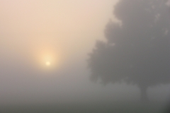 Teeter Sunrise Fog with tree