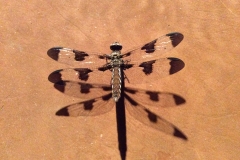 Dragon fly