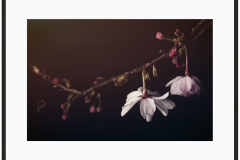 Hanami-Dream