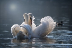 two swans