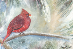 Cardinal in winter