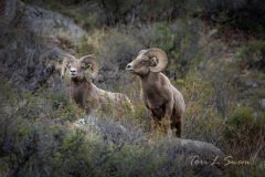 Bighorn-Sheep