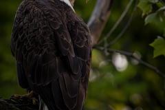 Eagle-Print